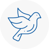 Bird Prevention Brackley