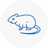 Rat Control Brackley