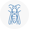 Brackley Wasp Nest Removal